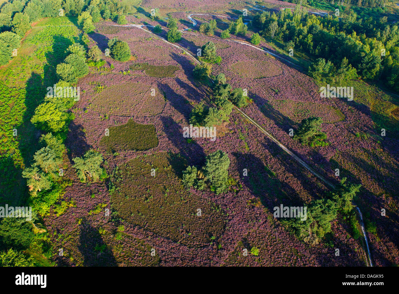 Vue aérienne de fleurs de bruyère de Teut réserve naturelle en lumière du soir, la Belgique, Limbourg, Hoge Kempen National Park Banque D'Images