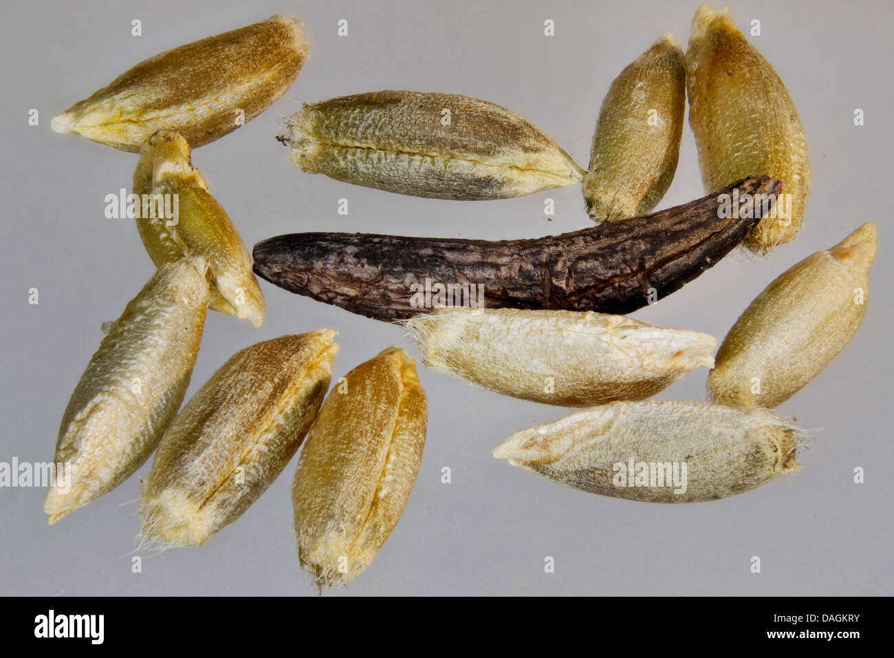 Le sang, l'ergot (Claviceps purpurea) racine, Sclerotium et grains, Allemagne, Mecklembourg-Poméranie-Occidentale Banque D'Images Le sang, l'ergot (Claviceps purpurea) racine, Sclerotium et grains, Allemagne, Mecklembourg-Poméranie-Occidentale Banque D'Images