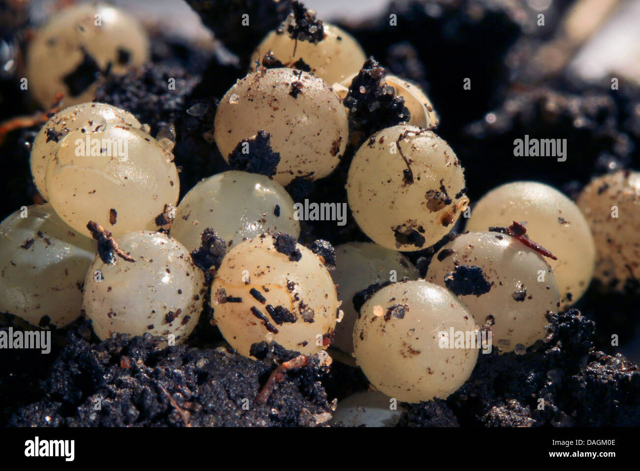 Gros plan des oeufs de limaces Banque de photographies et d’images à haute résolution Alamy