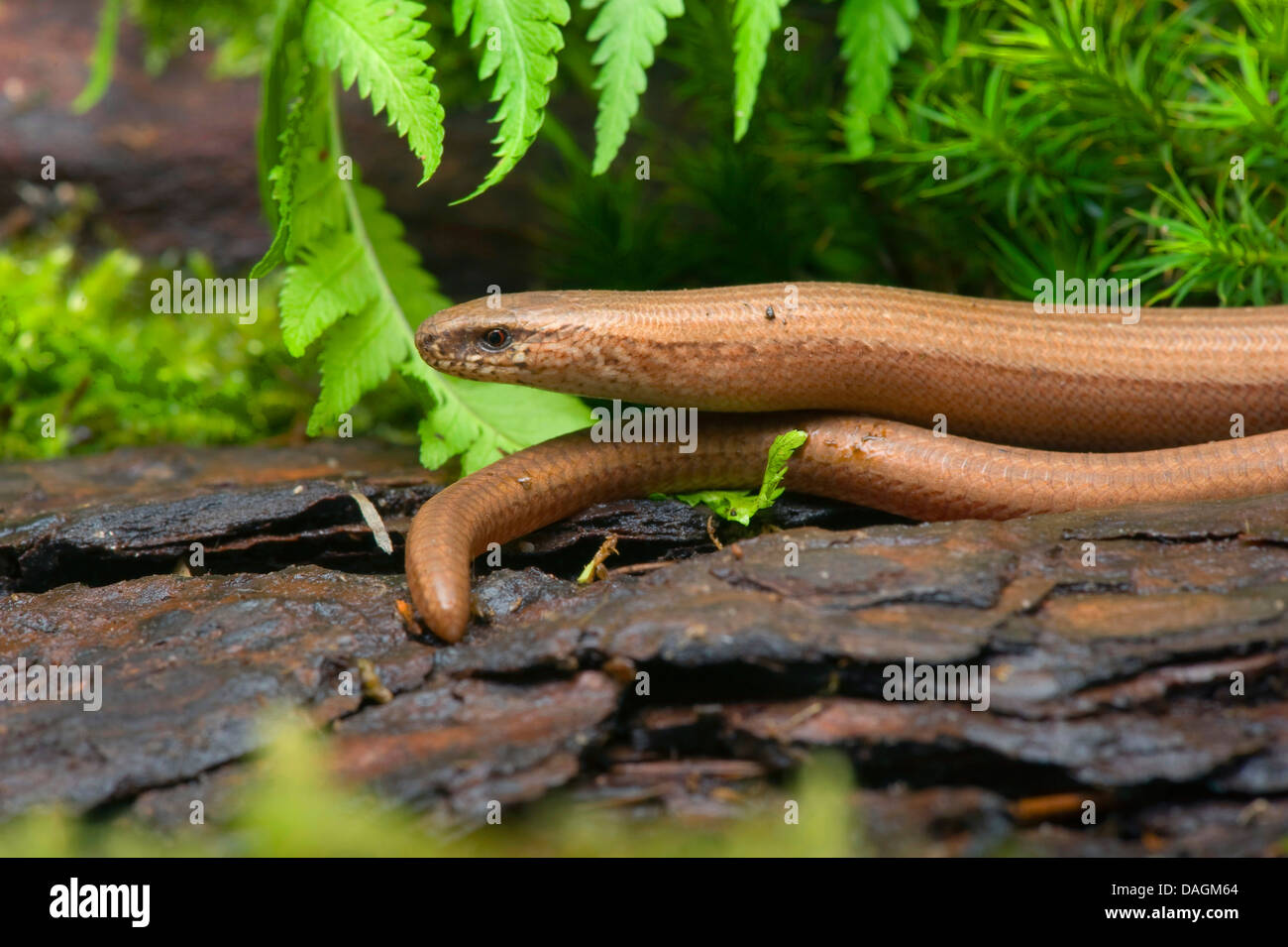 Ver lent européenne, blindworm, slow worm (Anguis fragilis), couché sur une pierre, Allemagne Banque D'Images