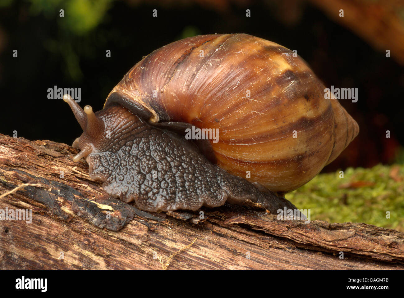 Escargot géant tropical, l'escargot africain géant (Archachatina marginata suturalis), sur une branche Banque D'Images