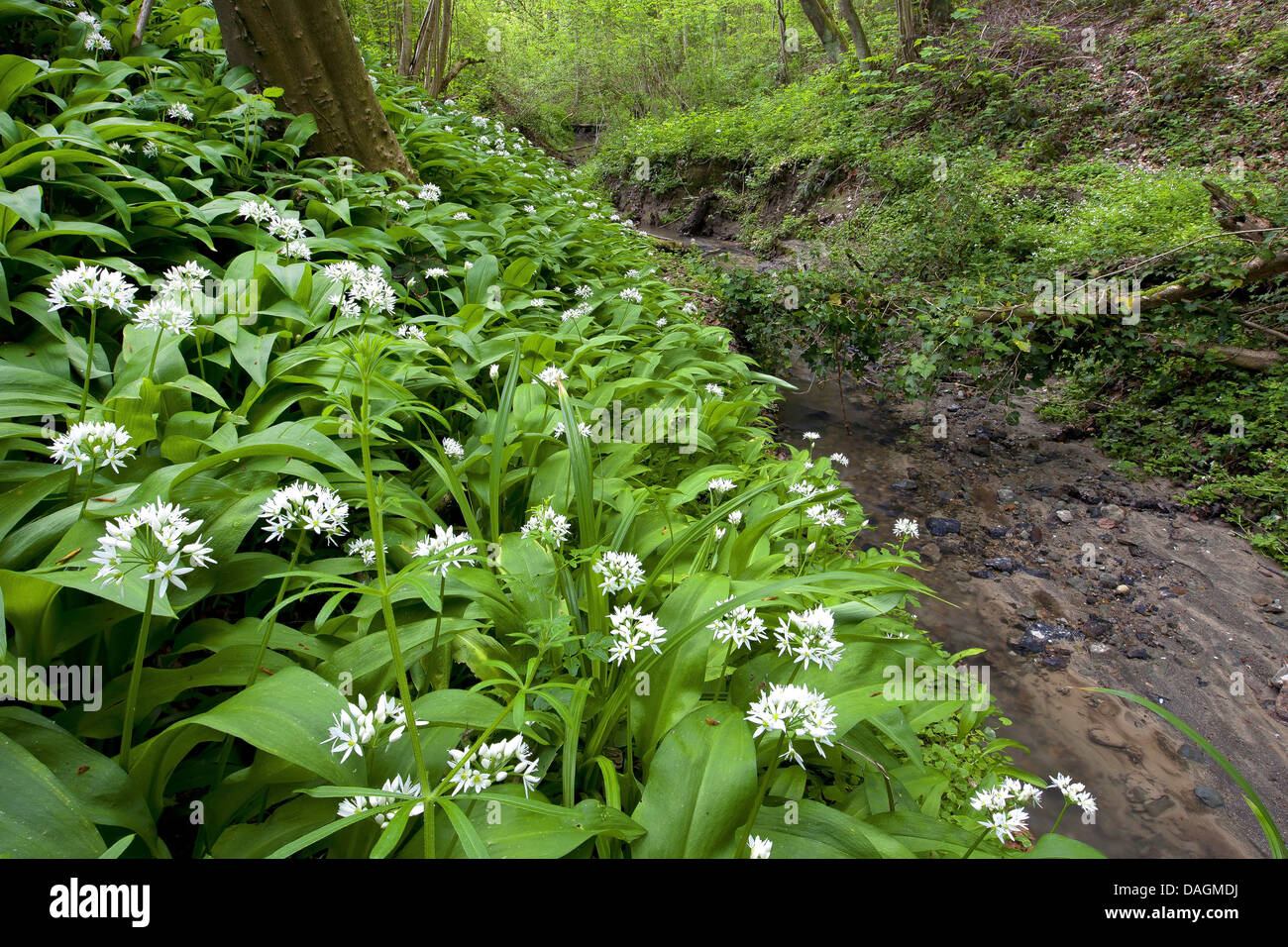 Ramsons, buckrams, ail sauvage, l'ail des bois, ail des ours, ail des bois, ail des ours (Allium ursinum), qui fleurit à une rive du ruisseau dans une forêt, Belgique, Ardennes Banque D'Images