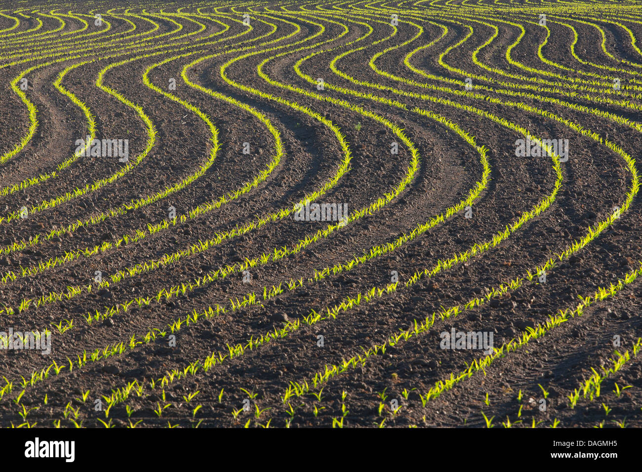 Le maïs, le maïs (Zea mays), les graines sur un champ de maïs , Belgique Banque D'Images