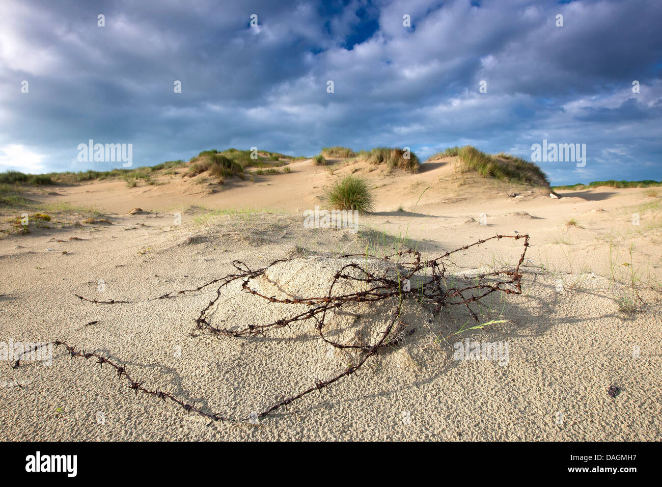 Barbelés rouillés sur dune de sable de la réserve naturelle de Westhoek, Belgique Banque D'Images