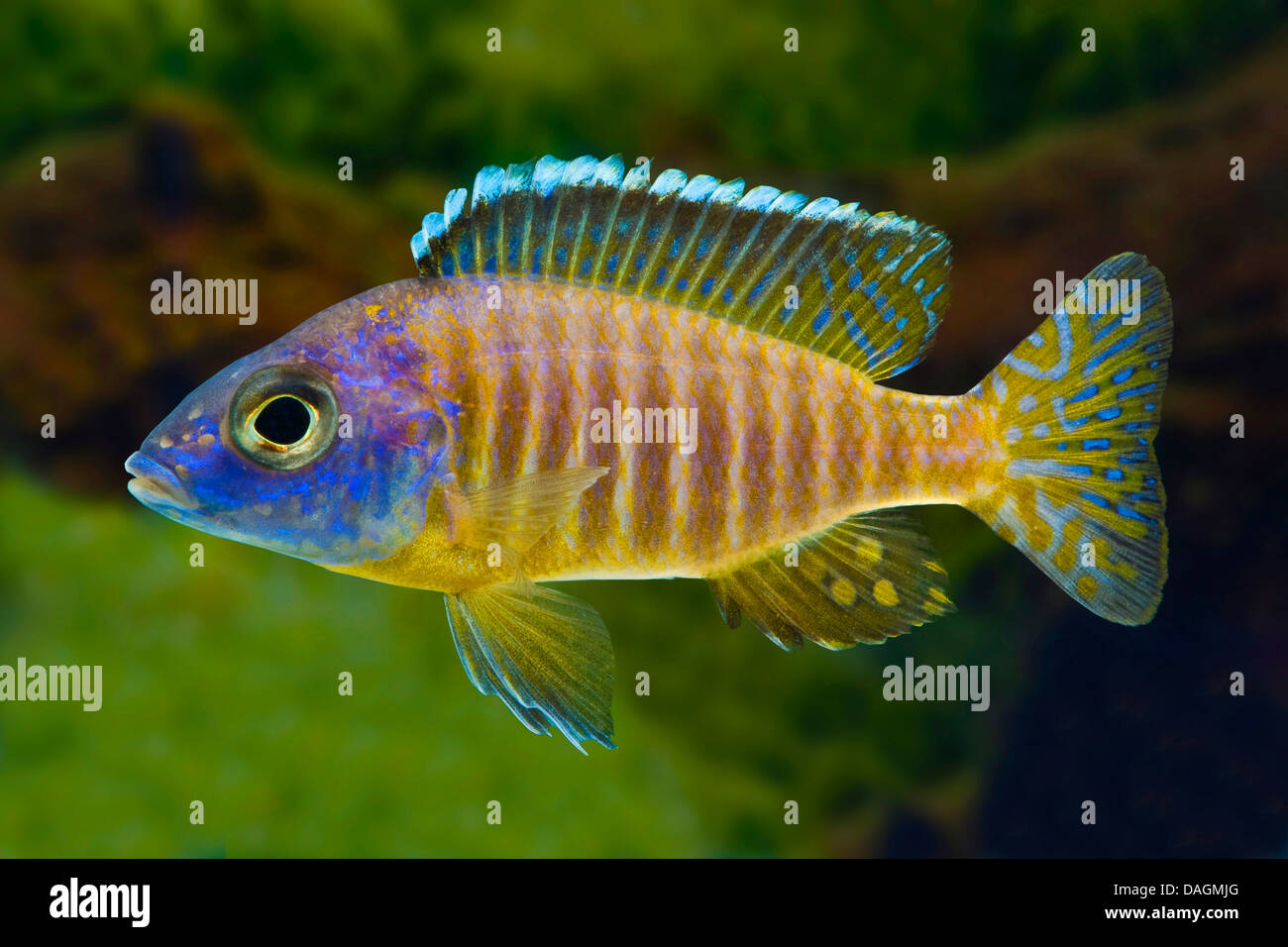 Aulonocara korneliae Aulonocara or bleu (korneliae Aulonocara stuartgranti, ), couleur morph Banque D'Images