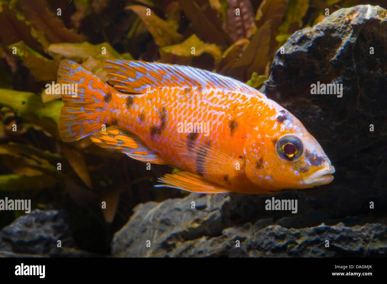 Malawi (cichlidés Aulonocara Marmelade Marmelade cat cat Photo Stock