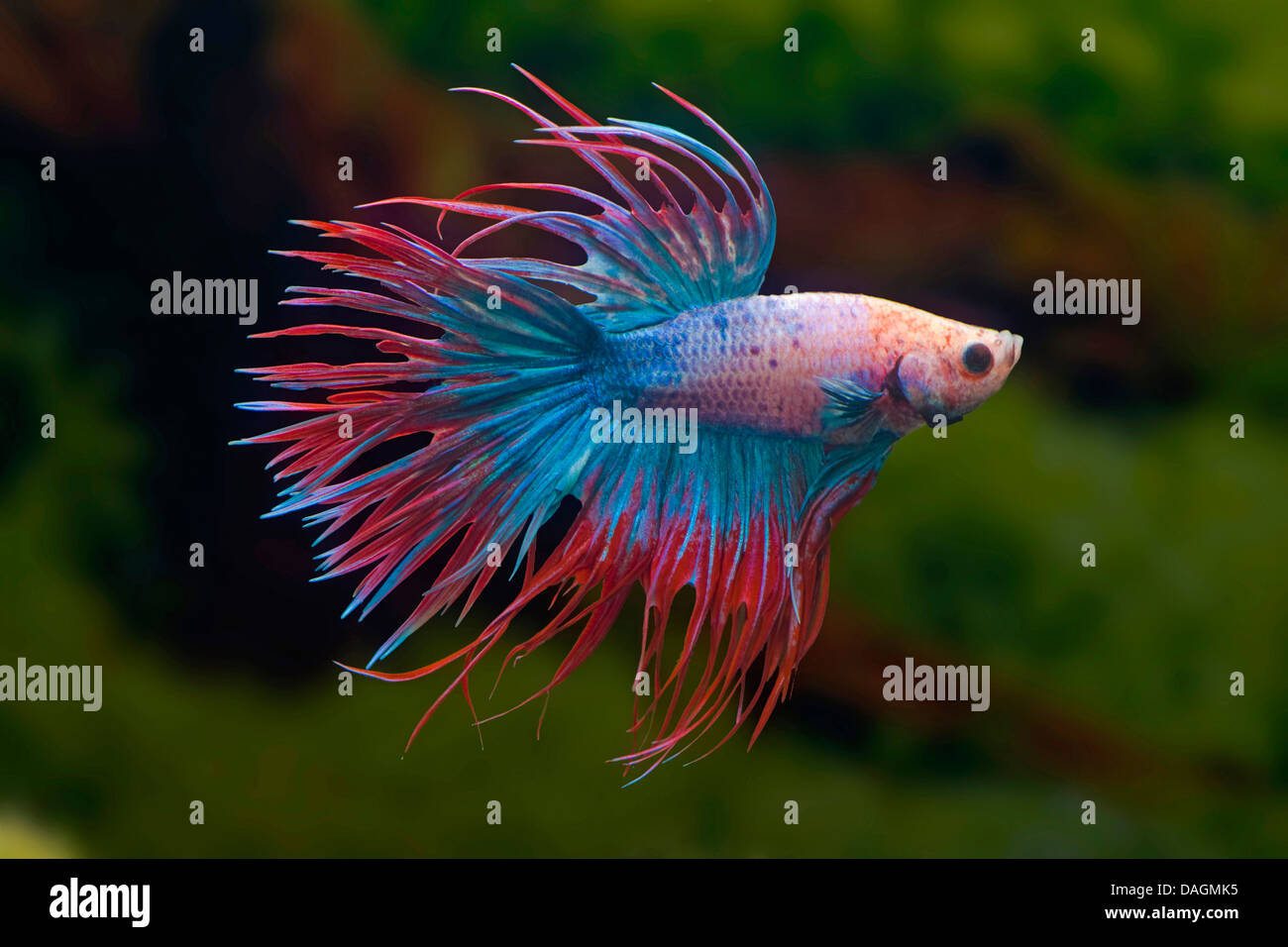 La lutte contre le poisson siamois, Siamois fighter (Betta Splendens queue multicolore de la Couronne), la queue de la Couronne multicolore Banque D'Images