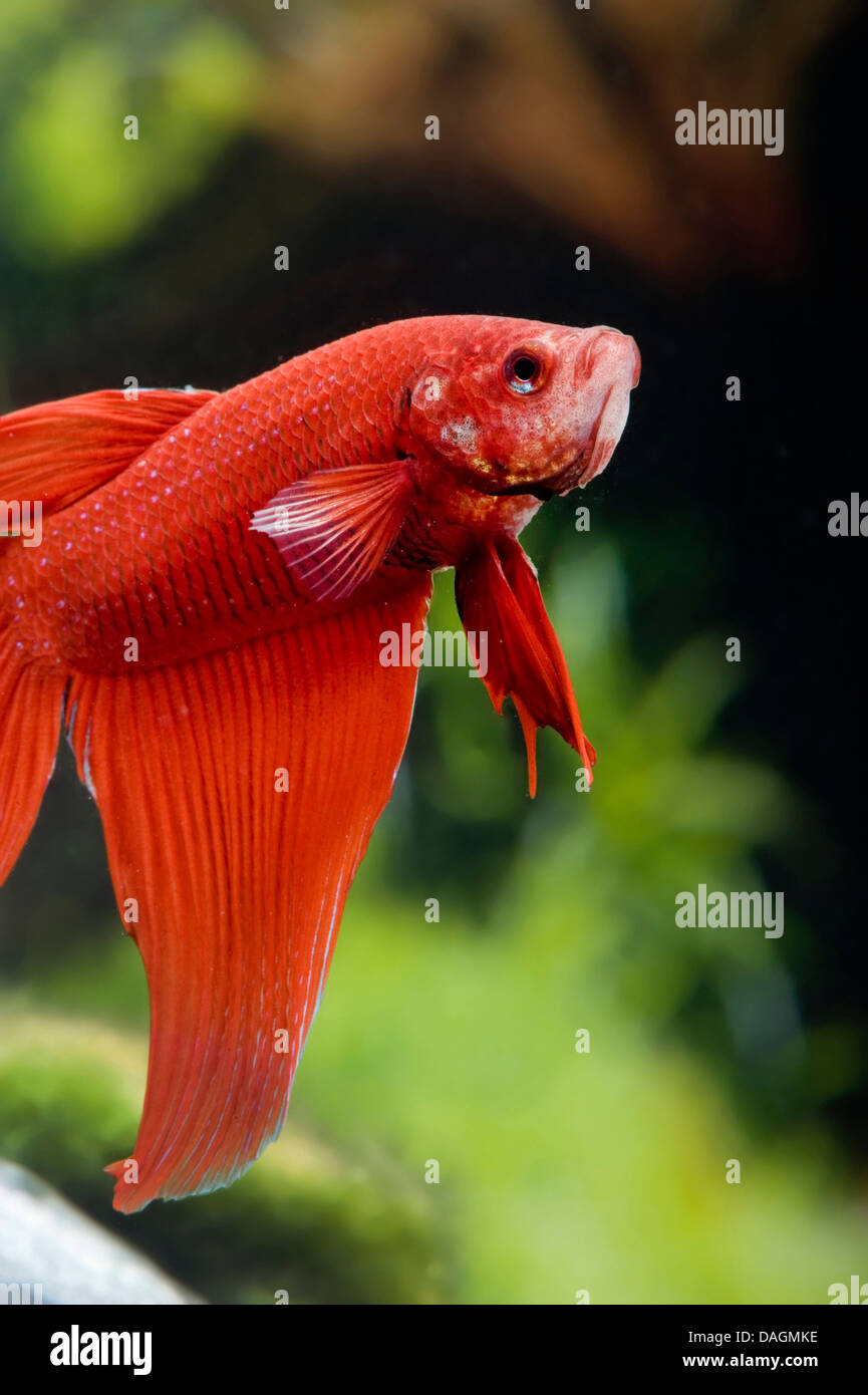 La lutte contre le poisson siamois, Siamois fighter Betta Splendens (longue queue), la pourriture rouge Longue queue Banque D'Images
