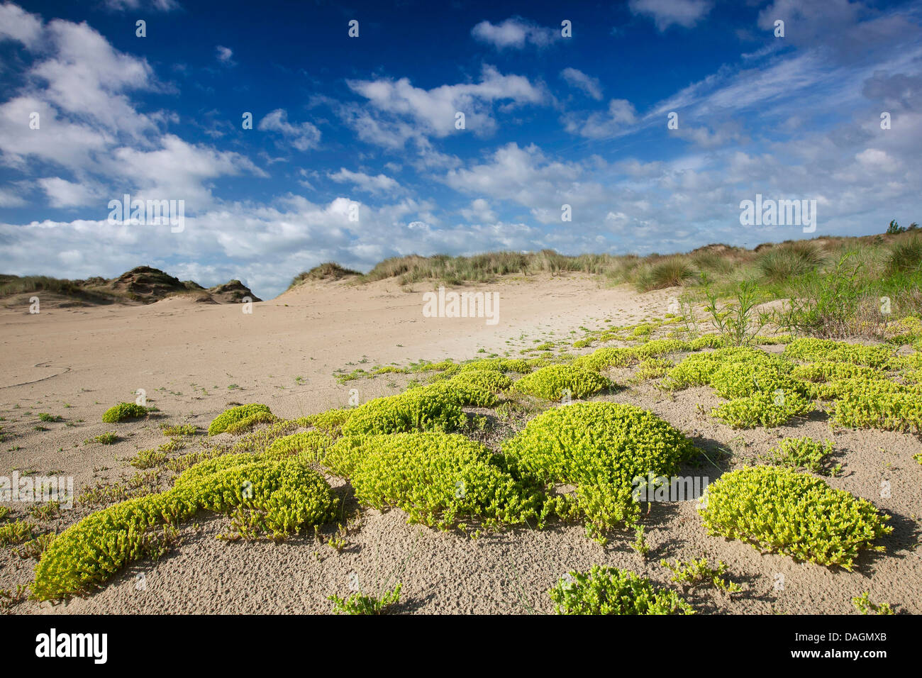 Stonecrop commun, mordre stonecrop, mossy stonecrop, mur de poivre, de l'or-moss (Sedum acre), qui fleurit sur les dunes, Belgique, Naturreservat De Westhoek Banque D'Images