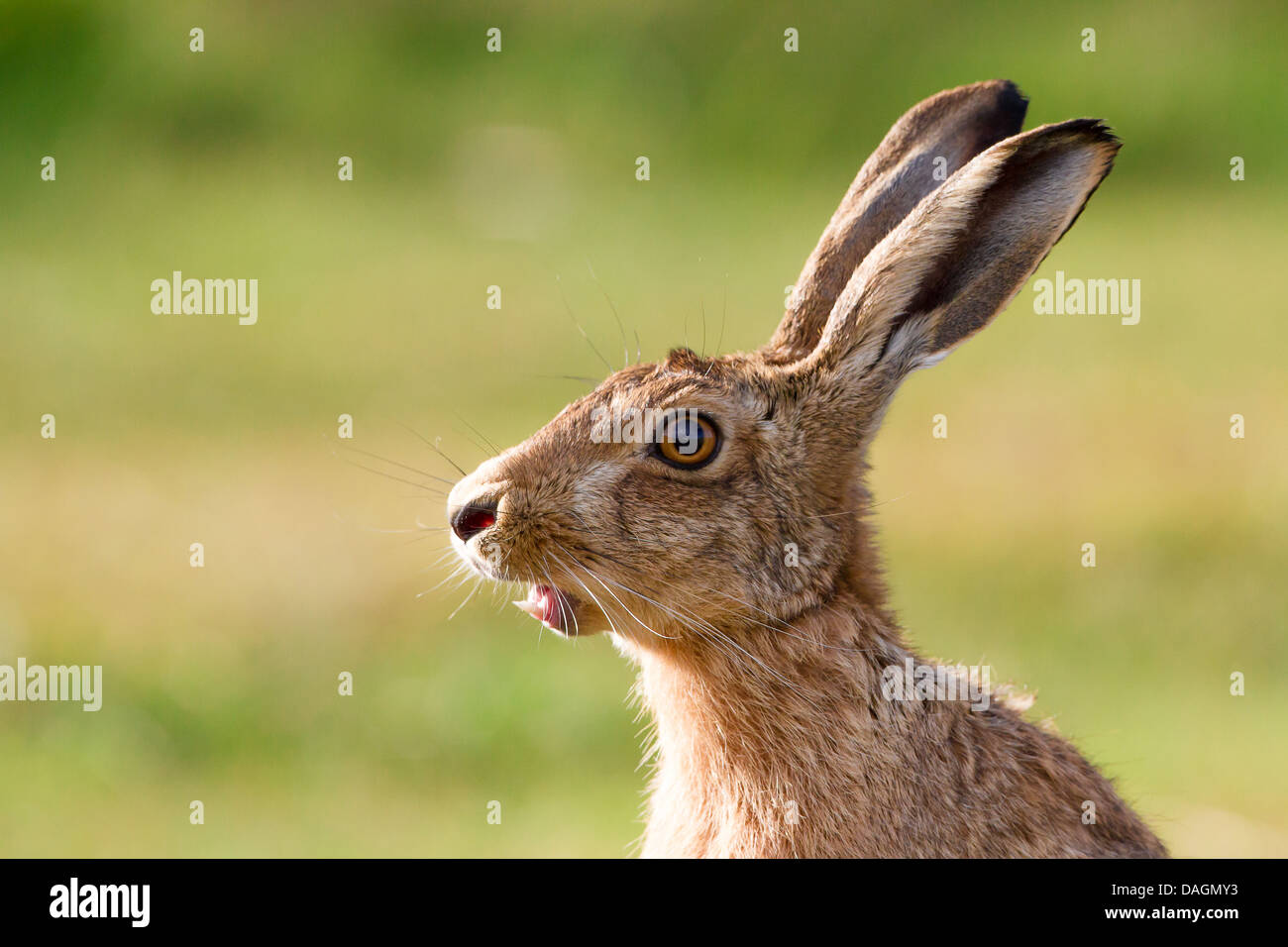 Hare avec de grandes oreilles Banque D'Images