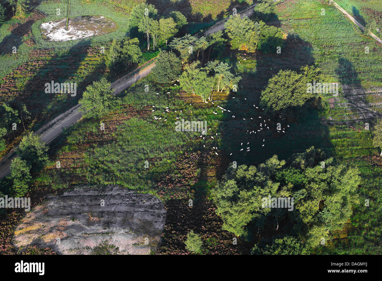 Vue aérienne de troupeau de vaches dans la région de Heath, Belgique, Limbourg, Hoge Kempen National Park Banque D'Images