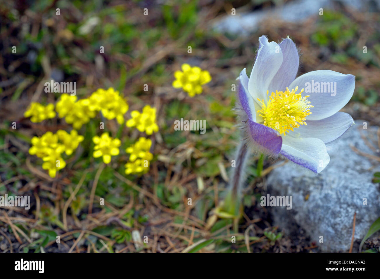 Anémone de printemps, l'anémone pulsatille (Pulsatilla vernalis), fleur, Germany, Dolomites, Parc National de Fanes Banque D'Images