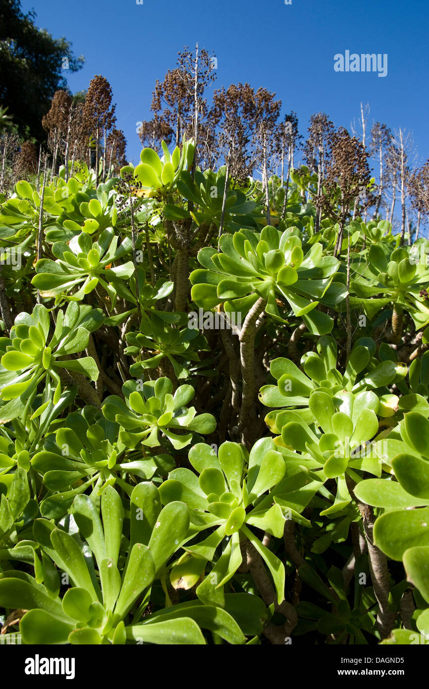 (Aeonium Aeonium arboreum), Îles Canaries Banque D'Images
