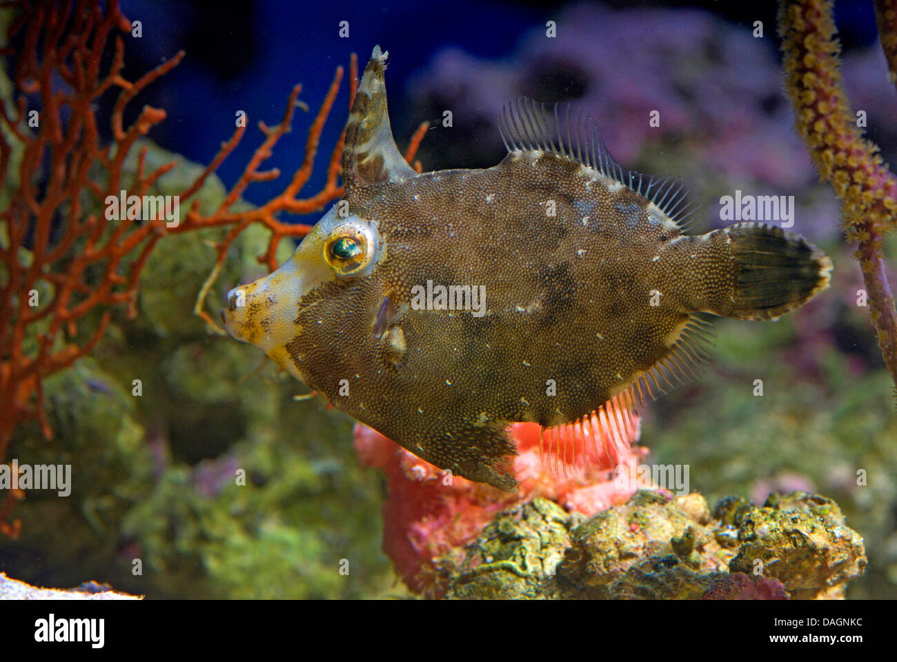 Queue poils poissons-fichier (Acreichthys tomentosus), en face des coraux Banque D'Images