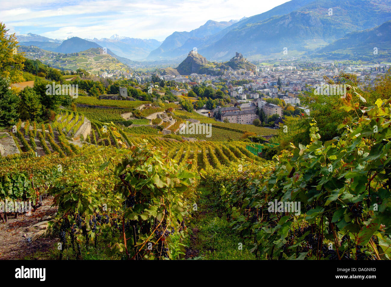 Vue de Sion avec des vignes et des châteaux, Suisse, Valais, Sion Banque D'Images