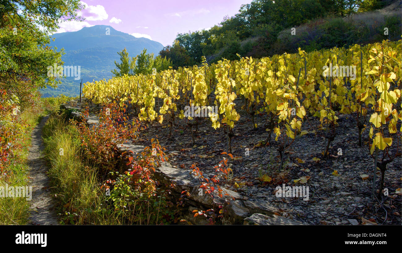 Vignoble en automne, Suisse, Valais, Sion Banque D'Images