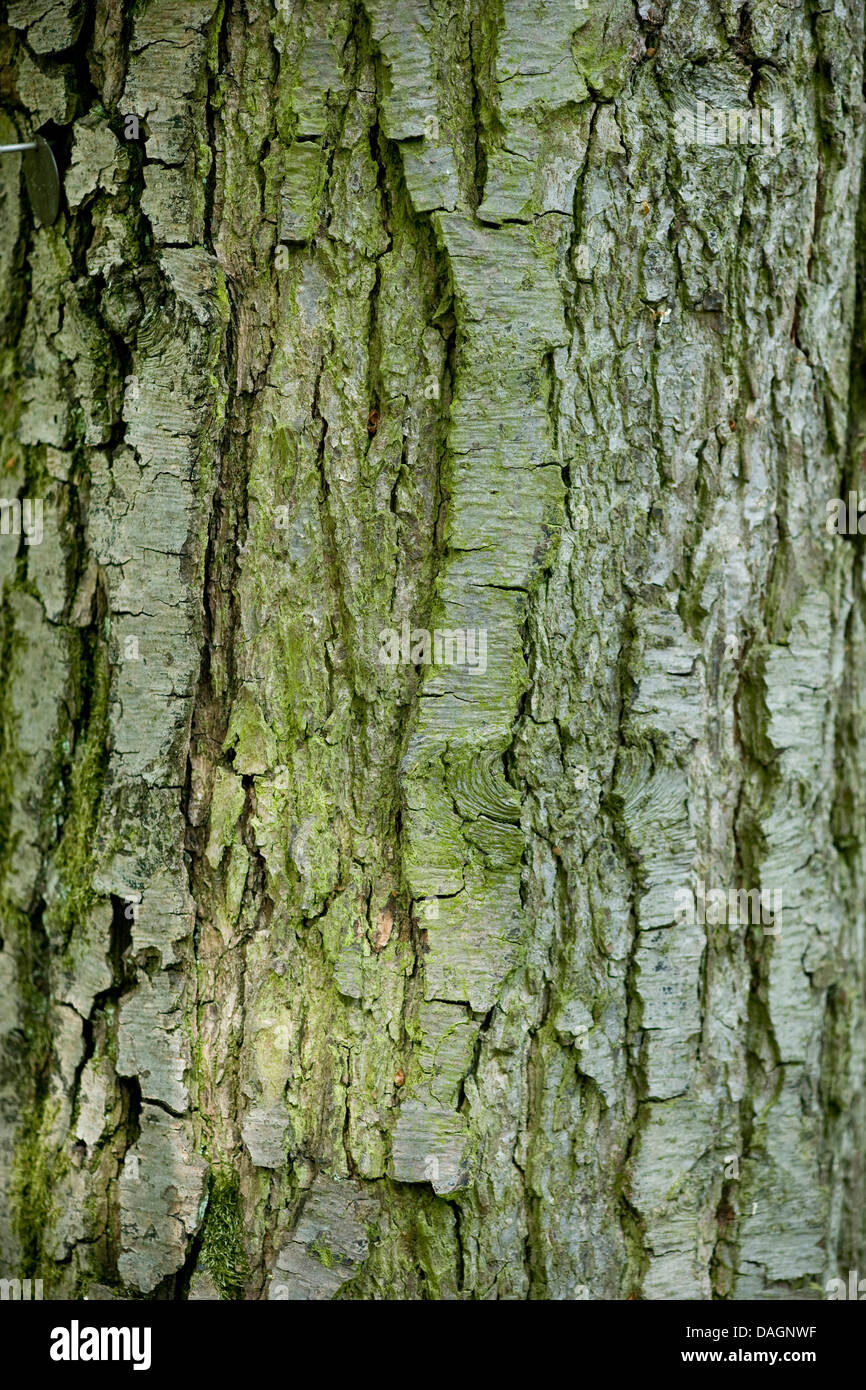 Pin noir d'Europe, l'aulne (Alnus glutinosa), l'écorce, Allemagne Banque D'Images