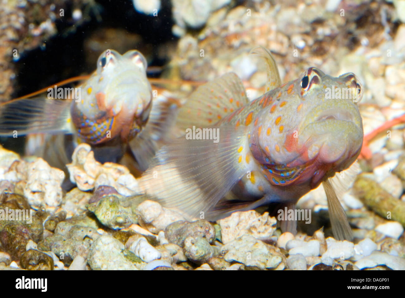 La crevette tachetée gobie (Amblyeleotris guttata-), portrait de deux gobies Banque D'Images