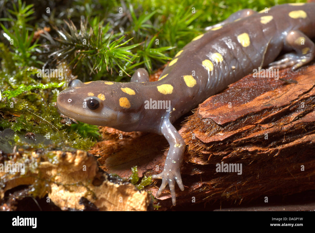 La salamandre maculée (Ambystoma maculatum), portrait Banque D'Images