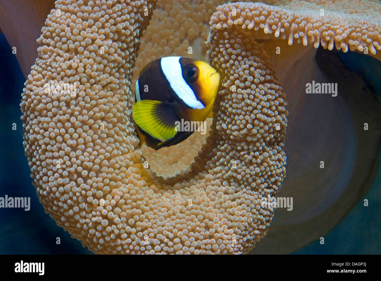 Poisson clown (Amphiprion chrysogaster mauricienne), piscine en face d'un corail Banque D'Images