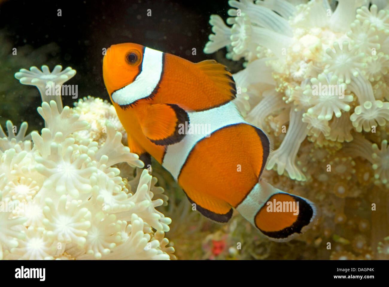 Poissons Clown, Clown Orange poisson clown (Amphiprion percula), entre les tentacules d'une anémone de mer Banque D'Images