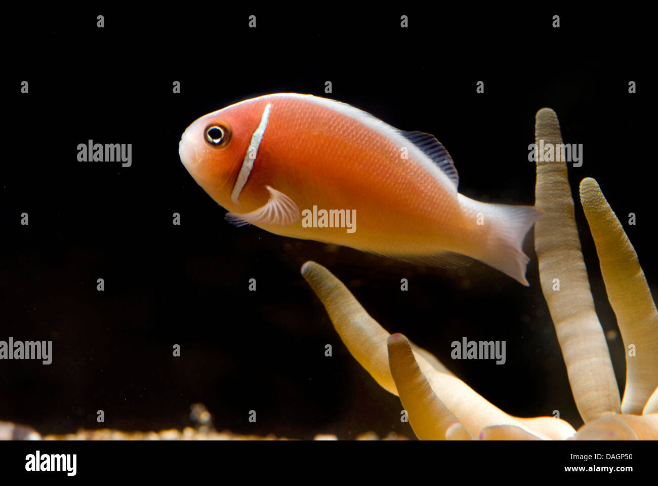 Poisson clown rose, faux skunk-poisson clown (Amphiprion perideraion à rayures), entre les tentacules d'une anémone de mer Banque D'Images