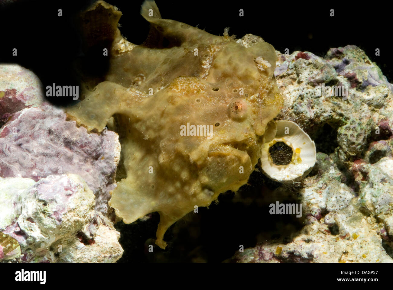 Poisson grenouille verruqueux, Clown poissons grenouille (Antennarius maculatus Antennarius, phymatodes), bien camouflés parmi les coraux Banque D'Images