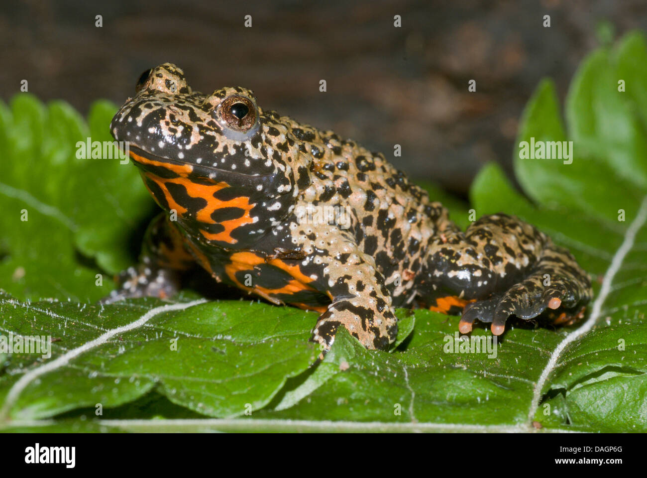 Feu Oriental-bellied toad (Bombina orientalis) rouge, rouge race Banque D'Images