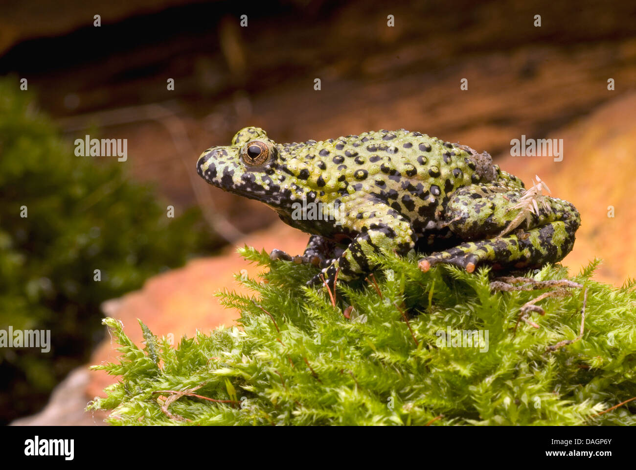 Feu Oriental-bellied toad (Bombina orientalis), sur de la mousse Banque D'Images