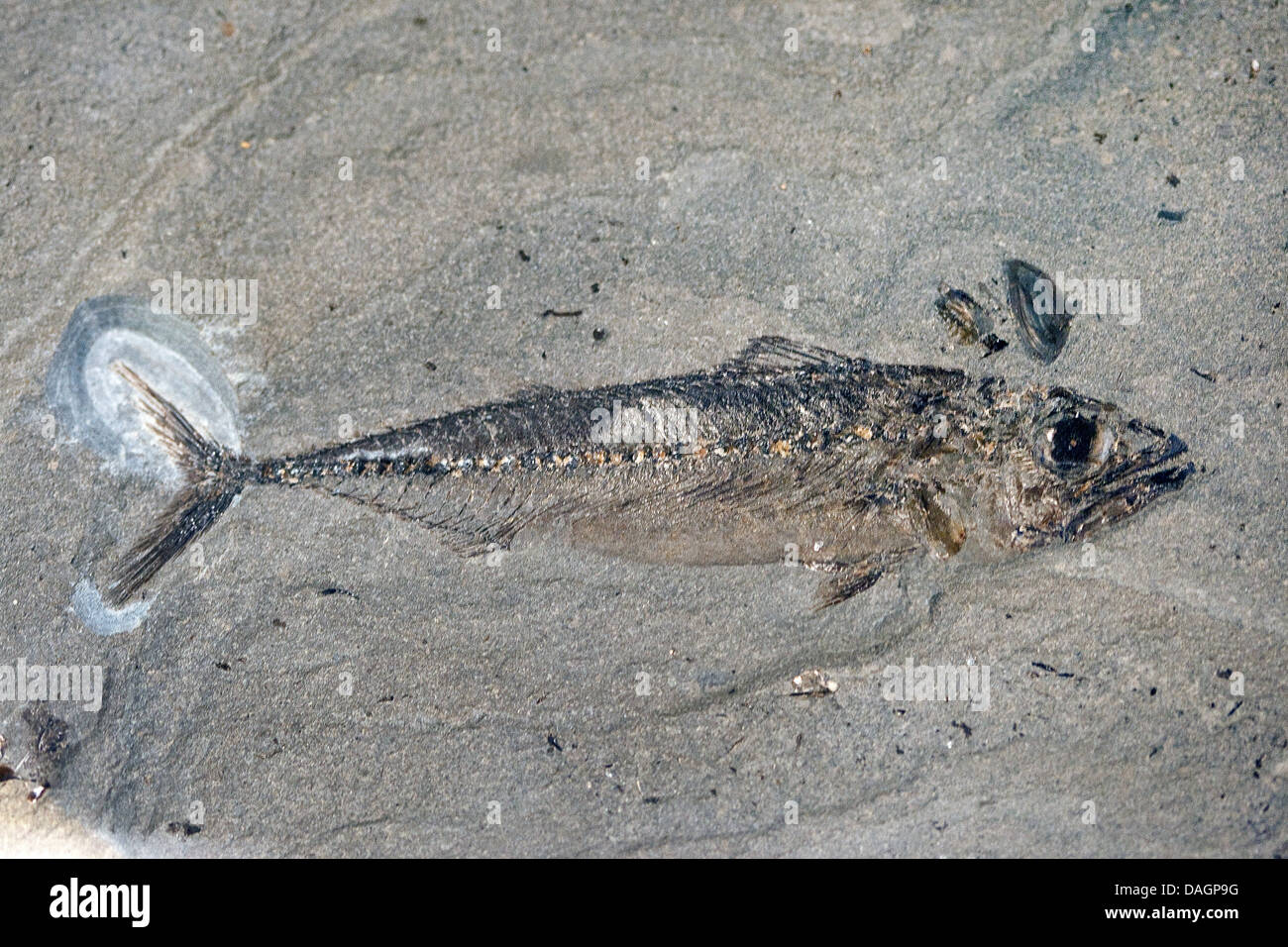 Le maquereau fossilisés d'espèces à partir de la fourrure, de la formation, de l'éocène paléocène/Danemark, Limfjord Banque D'Images