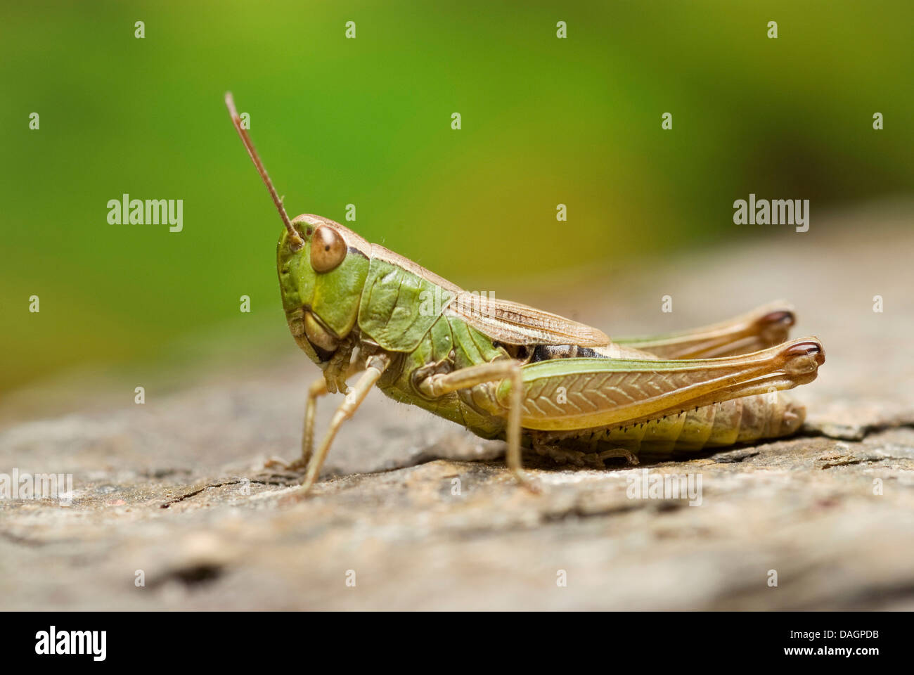 Pré commun (sauterelle Chorthippus parallelus), assis sur l'écorce, Allemagne Banque D'Images