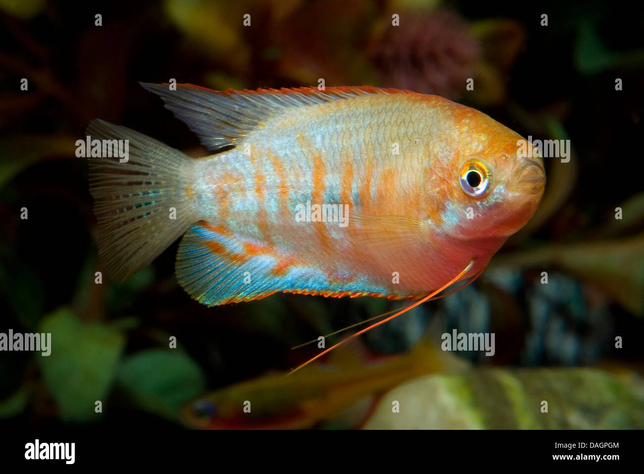 Gourami géant Gourami rayé (Colisa,fasciata), natation Banque D'Images