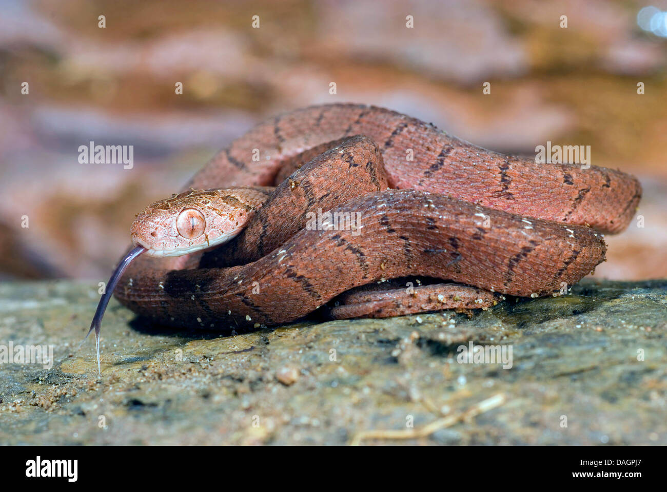 Manger des oeufs, des oeufs de serpent africain-serpent Dasypeltis scabra (manger), portrait, d'effleurement Banque D'Images