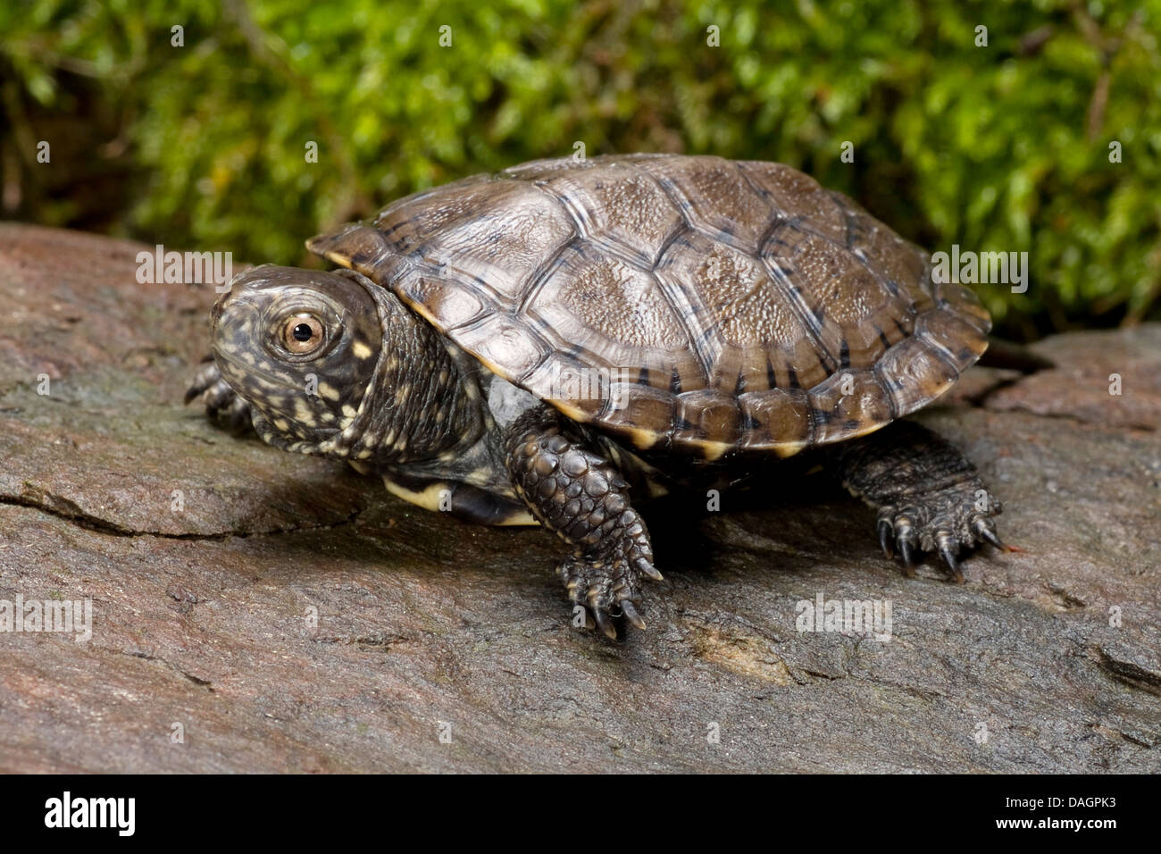 Étang d'Europe, tortue tortue de l'étang d'Europe, Emys orbicularis (tortue), sur une pierre Banque D'Images