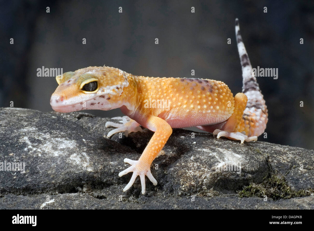 Le gecko léopard (Eublepharis macularius), jaune haute Banque D'Images