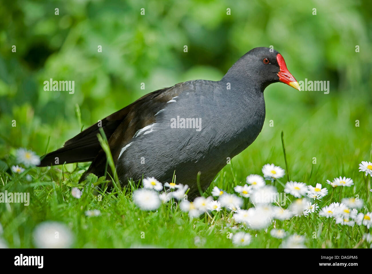 Gallinule poule-d'eau (Gallinula chloropus), dans un pré, Allemagne Banque D'Images