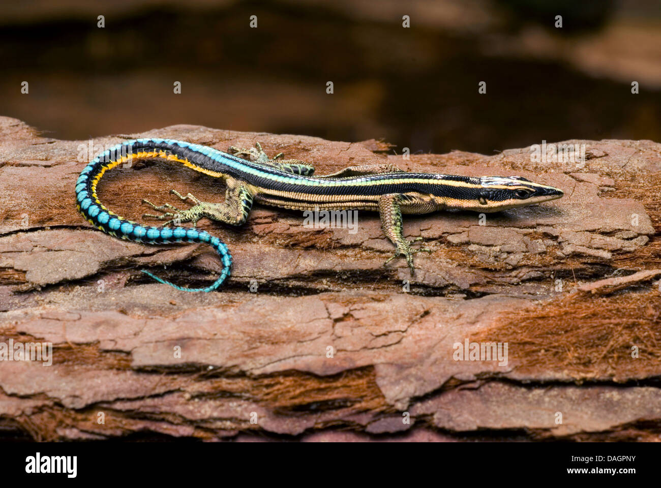 Le néon bleu (Holaspis guentheri), sur une pierre Banque D'Images