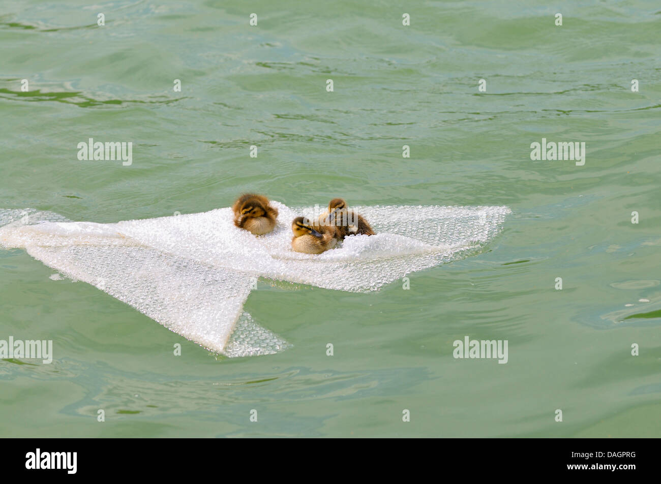 Le Canard colvert (Anas platyrhynchos), trois poussins canard assis sur une bulle d'air film sur la surface de l'eau, Allemagne Banque D'Images