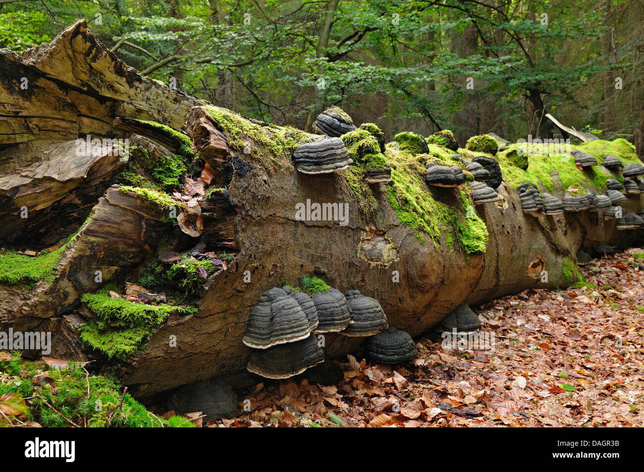 Le hêtre commun (Fagus sylvatica), Fomes fomentarius sur le bois mort , Allemagne, Mecklenburg Vorpommern, NLP Vorpommersche Boddenlandschaft Banque D'Images