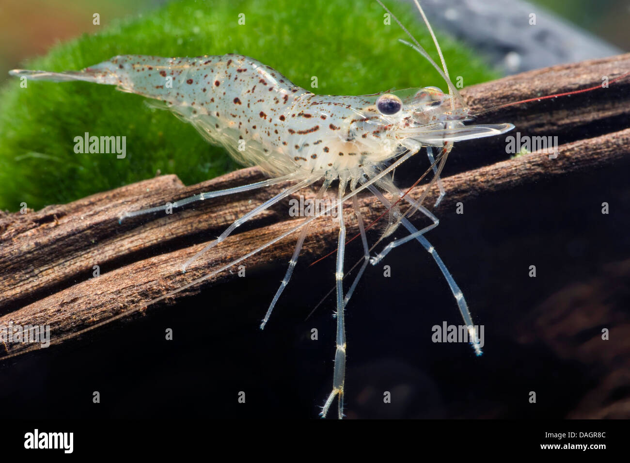 La crevette d'eau douce (Macrobrachium Dot d'Or), de l'or Dot Banque D'Images