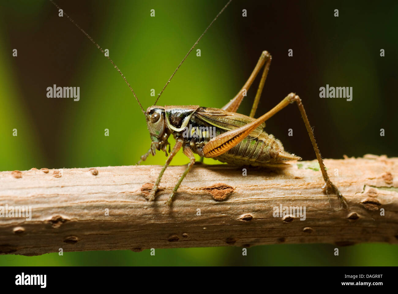 Roesel's Metrioptera roeselii (bushcricket), assis sur une tige, Allemagne Banque D'Images