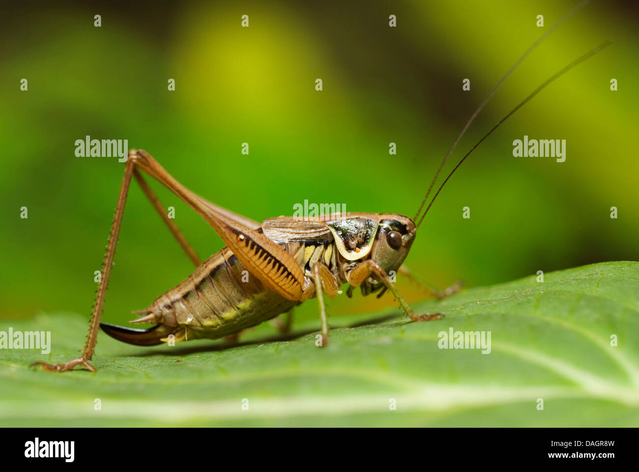 Roesel's Metrioptera roeselii (bushcricket), assis sur une feuille, Allemagne Banque D'Images