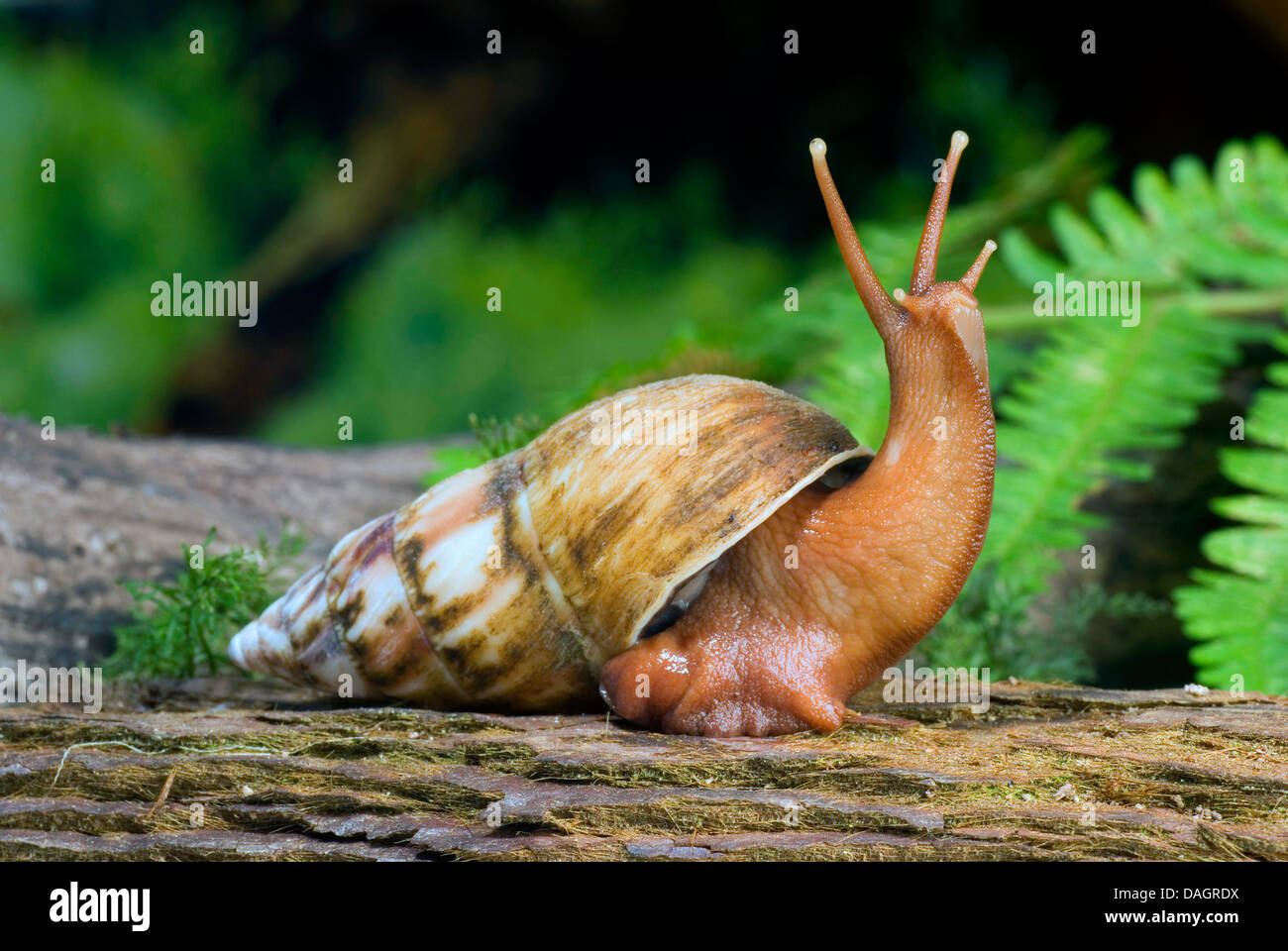 L'escargot géant (Pseudoachatina connectens colorata), sur une branche Banque D'Images