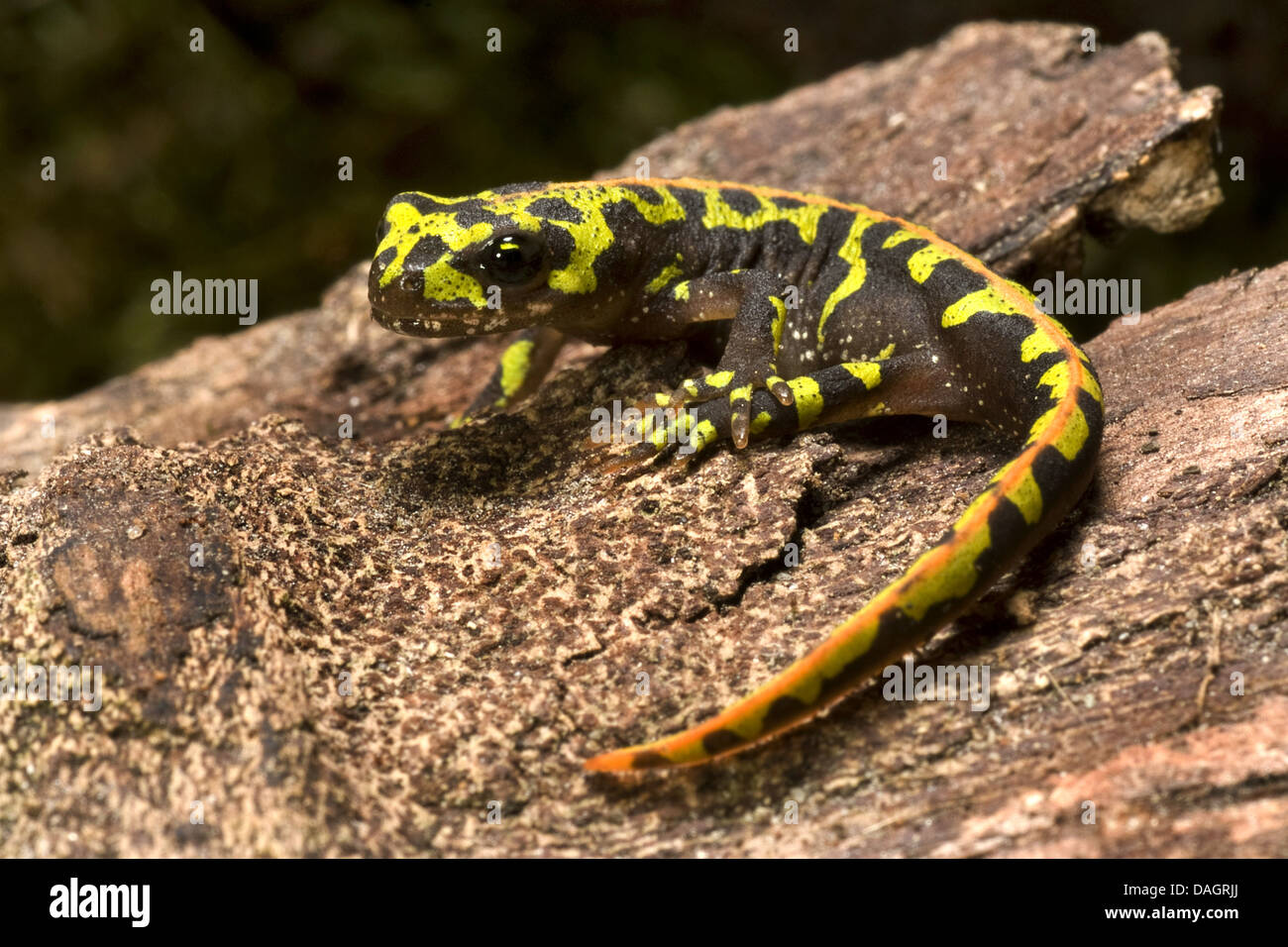 Triton marbré (Triturus marmoratus), sur l'écorce Banque D'Images