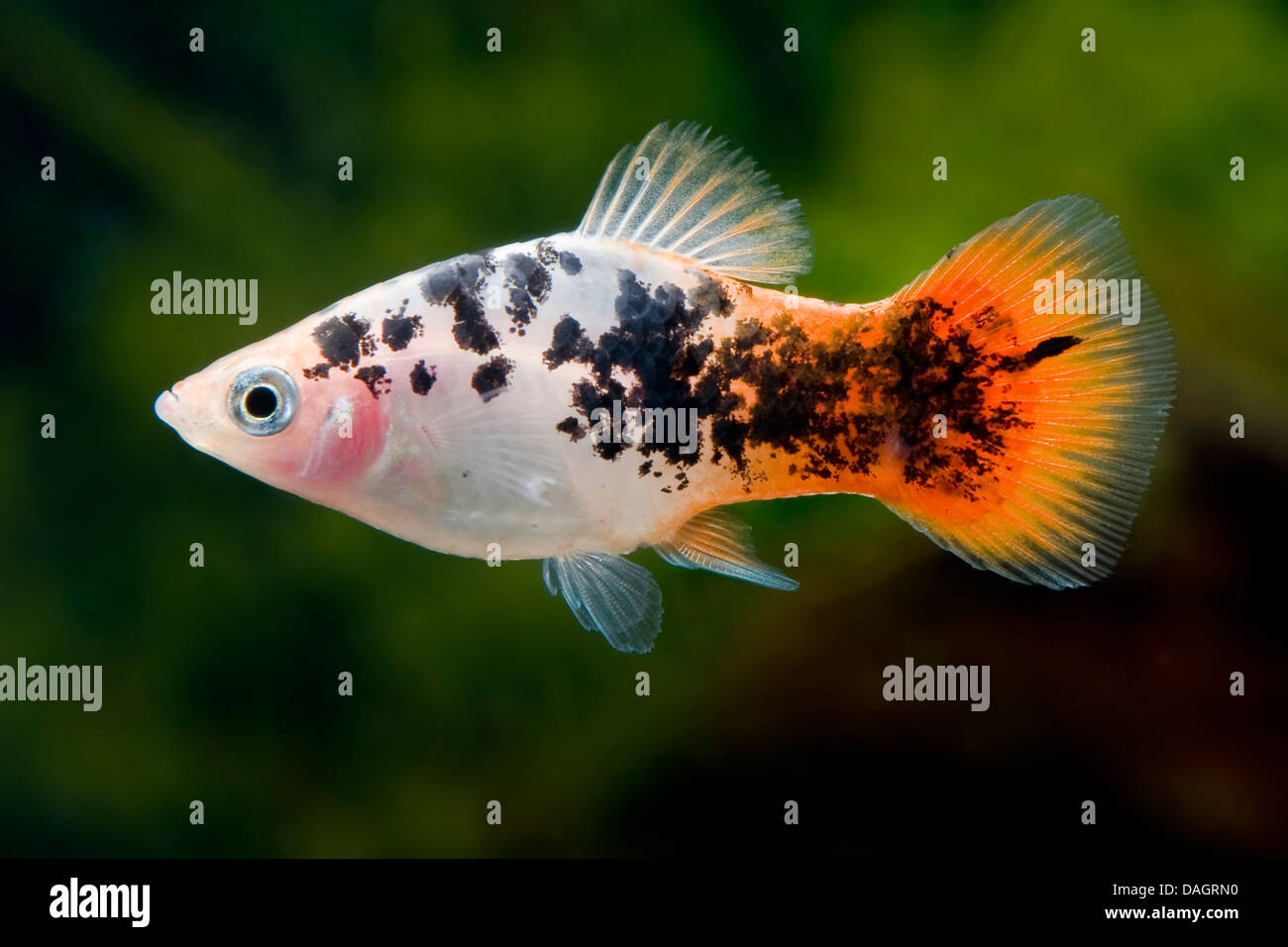 Platyfish Xiphophorus maculatus (sud), race poivre et sel rouge blanc Banque D'Images
