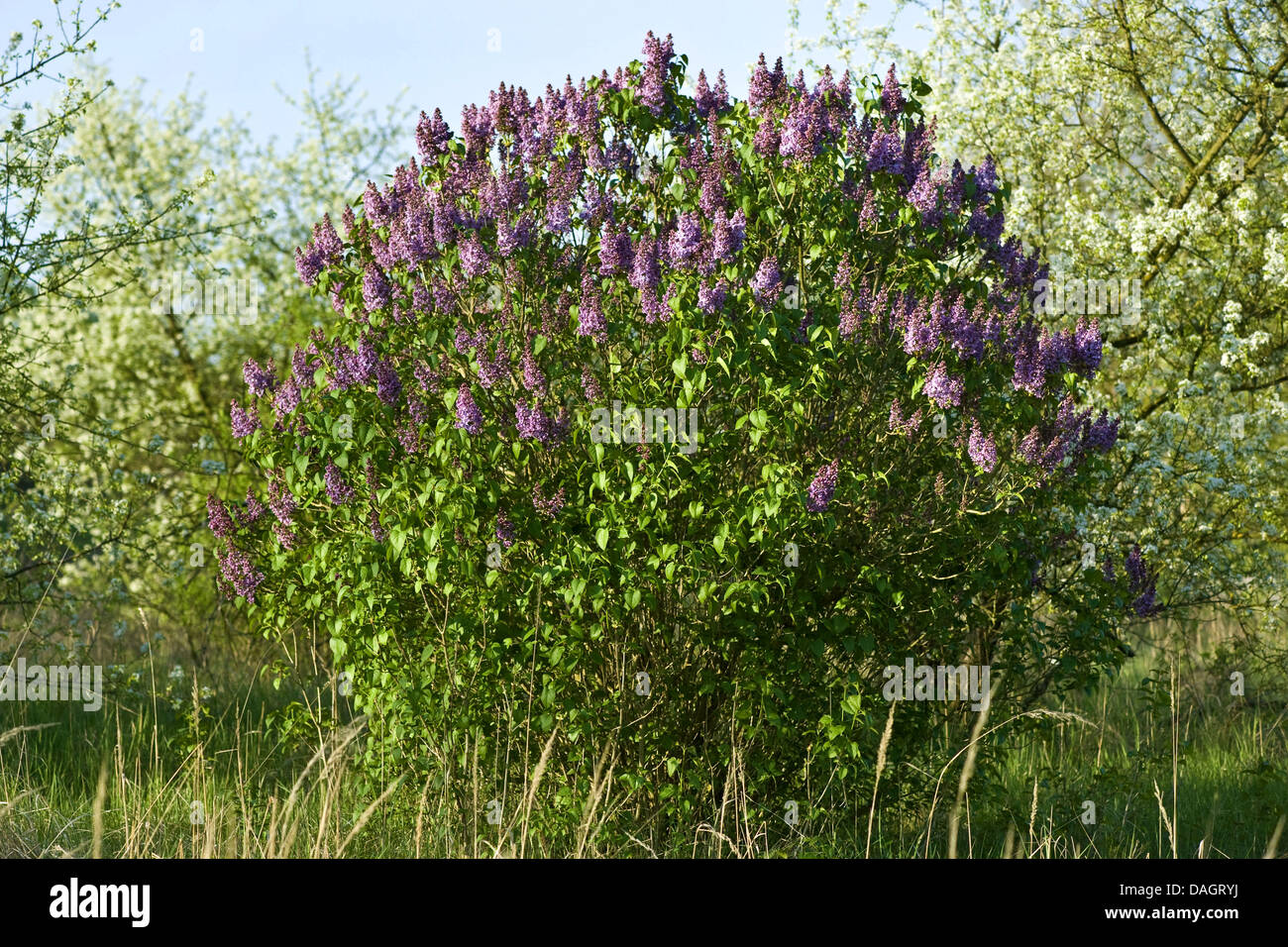 Le lilas commun (Syringa vulgaris), arbuste en fleurs, Allemagne Banque D'Images