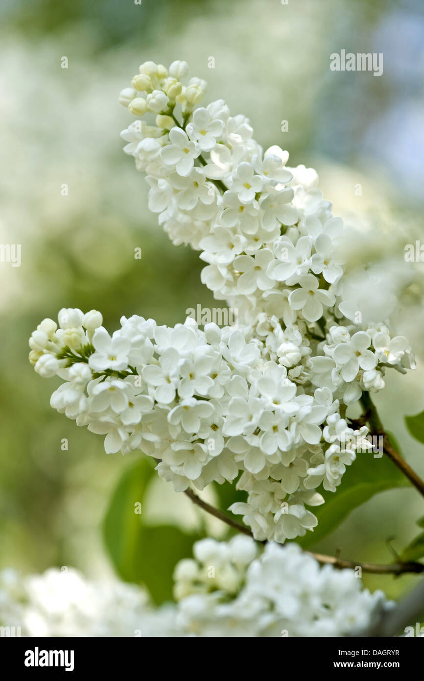 Le lilas commun (Syringa vulgaris), branche avec des fleurs blanches, Allemagne Banque D'Images
