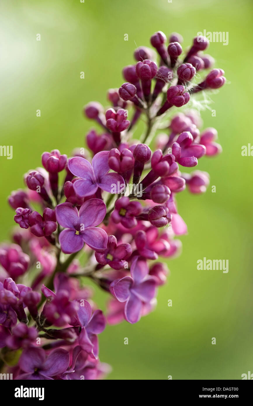 Le lilas commun (Syringa vulgaris), branche avec fleurs rougeâtres, Allemagne Banque D'Images