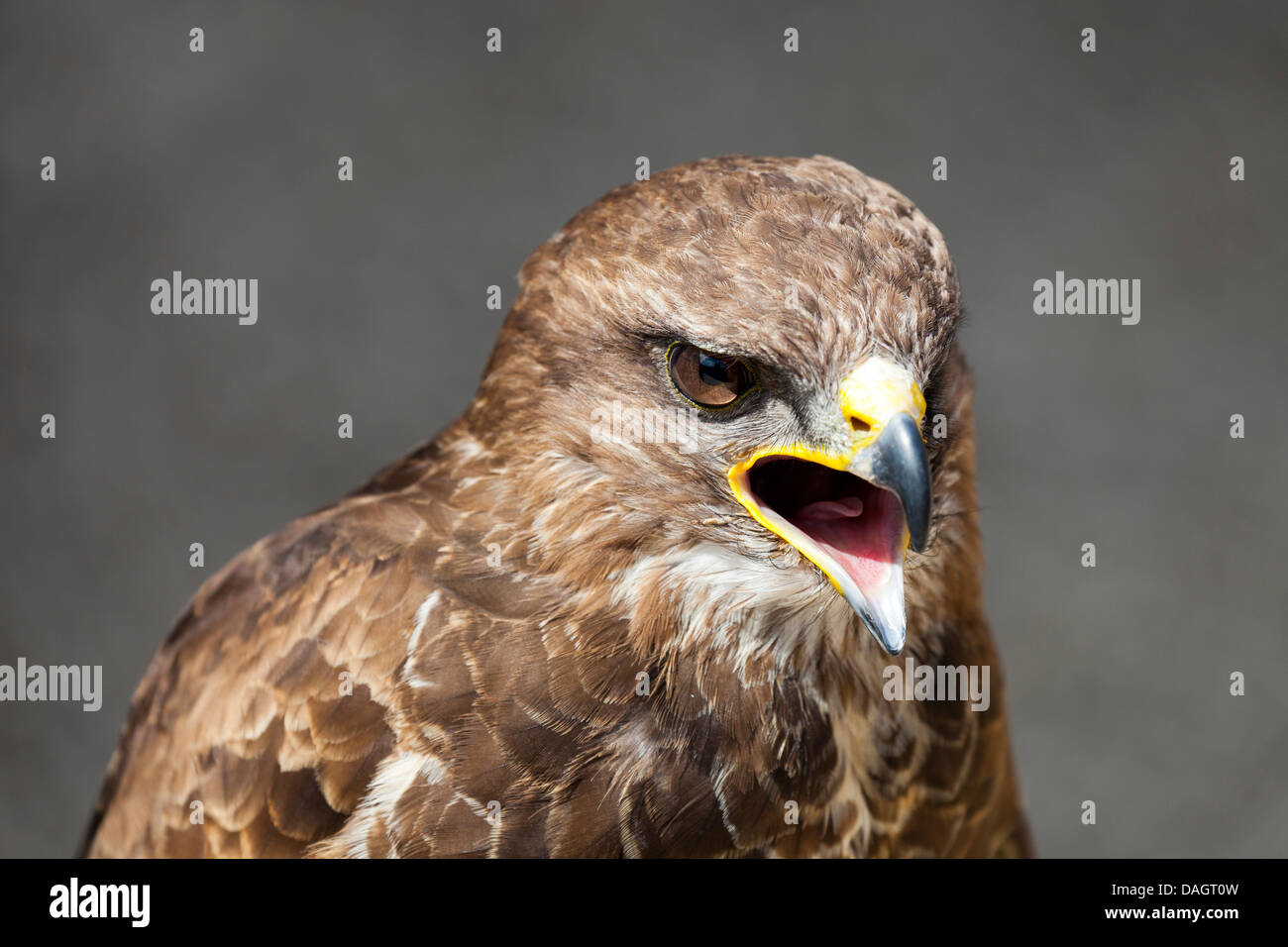 Une eurasienne Buzzard (Buteo buteo) à la ferme des millets, Oxfordshire 4 Banque D'Images