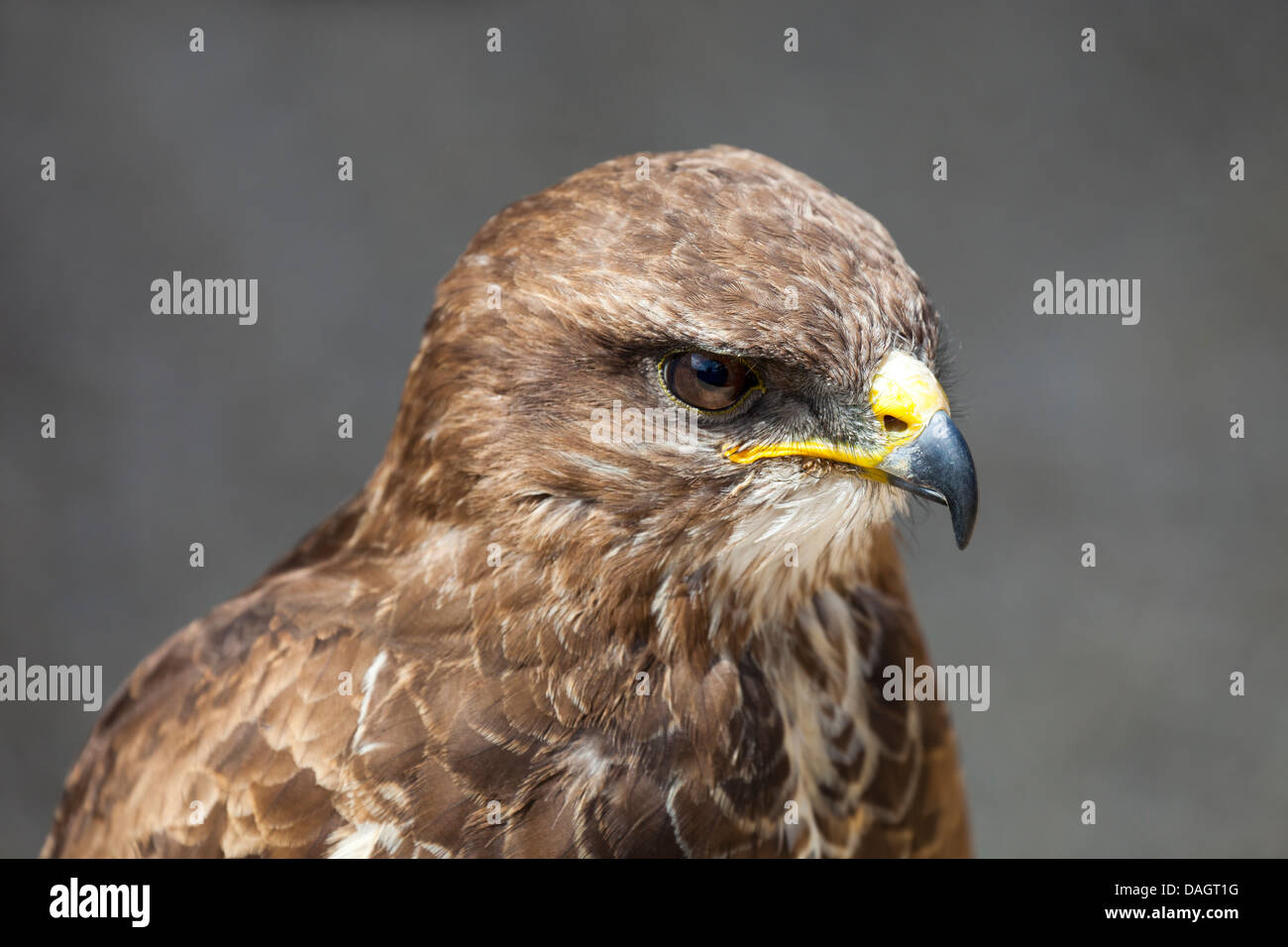 Une eurasienne Buzzard (Buteo buteo) à la ferme des millets, Oxfordshire 3 Banque D'Images